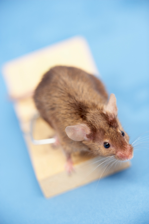 Image for Pest Control Dublin with ID of: 3801128