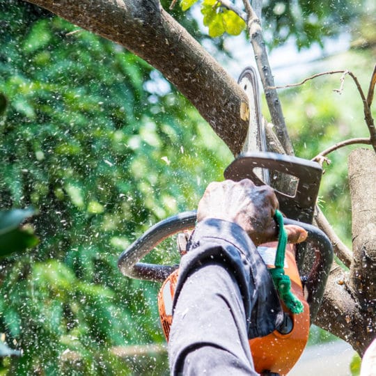Image for Roanoke Tree Trimming with ID of: 3802787