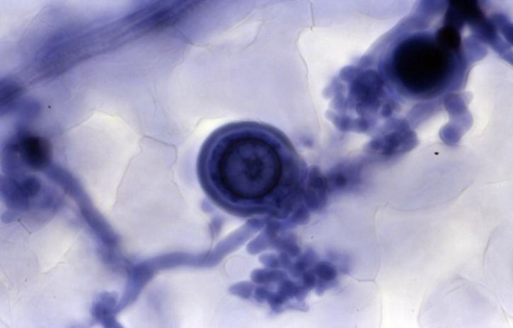 Image for Functionalized Nanomaterials with ID of: 3814246