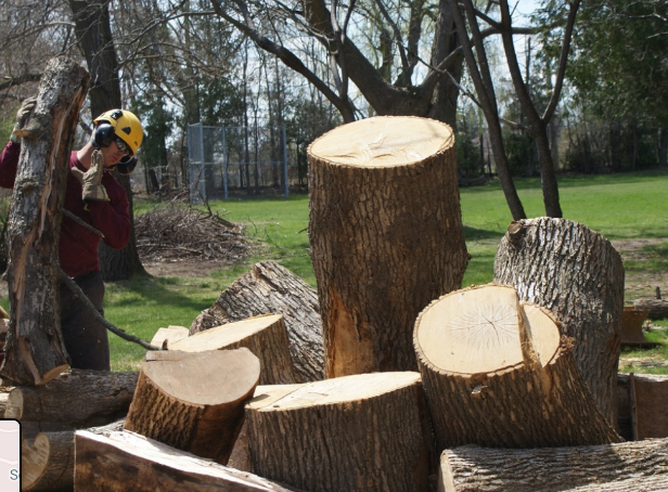 Image for Upanoak Tree Care Inc. (Pickering) with ID of: 3819089