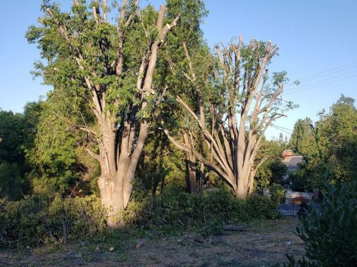 Image for antonio tree services-Tree Service Near Me San Dimas CA with ID of: 3821313