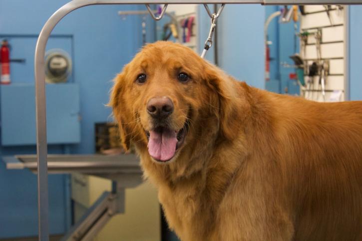 Image for Ridge Dog Shop with ID of: 3829052