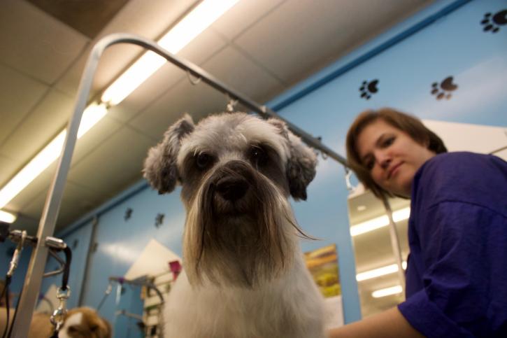 Image for Ridge Dog Shop with ID of: 3829055