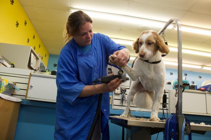 Image for Ridge Dog Shop with ID of: 3829059