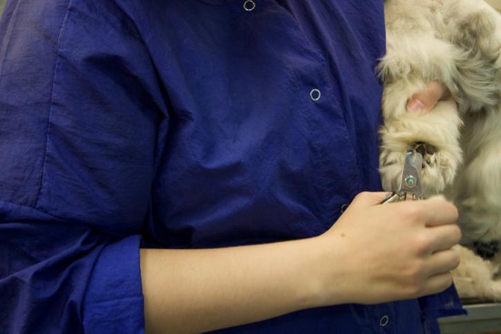 Image for Ridge Dog Shop with ID of: 3829061