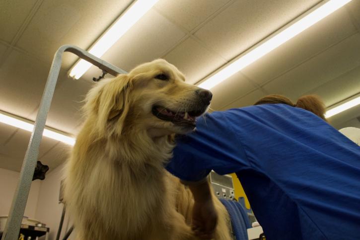 Image for Ridge Dog Shop with ID of: 3829064