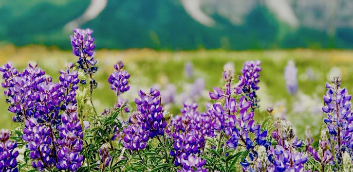 Image for Jamie's Essential Oils with ID of: 3835129