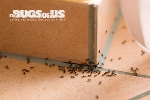 Image for It's Bugs Or Us with ID of: 3835254
