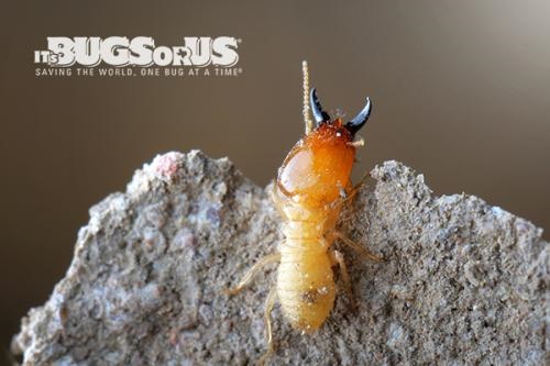 Image for It's Bugs Or Us with ID of: 3835255