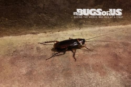 Image for It's Bugs Or Us with ID of: 3835256