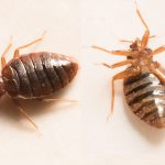 Image for Bed Bug Removal Sandusky with ID of: 3839304
