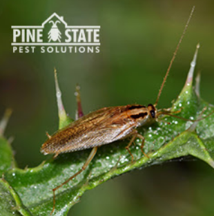 Image for Pine State Pest Solutions with ID of: 3847948