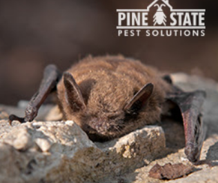 Image for Pine State Pest Solutions with ID of: 3847949