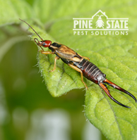Image for Pine State Pest Solutions with ID of: 3847950