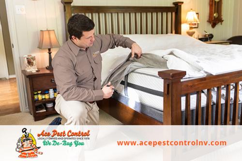 Image for Ace Pest Control with ID of: 3847968