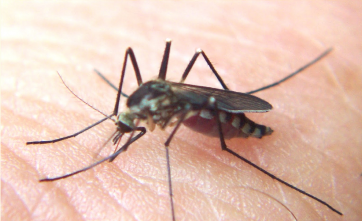 Image for The Original Bugman Pest Elimination with ID of: 3848297