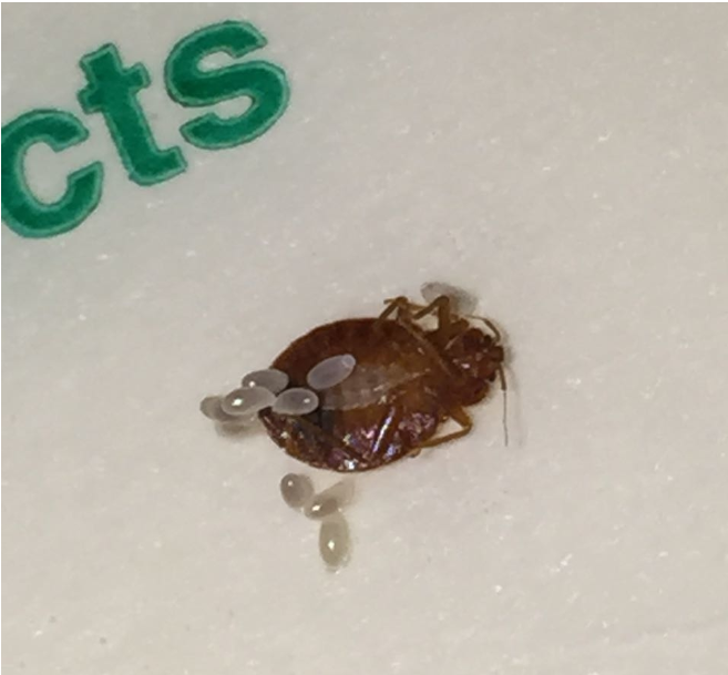 Image for The Original Bugman Pest Elimination with ID of: 3848298
