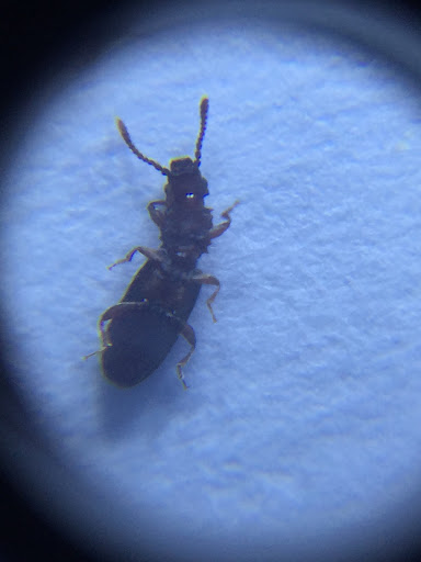 Image for CVA Exterminators with ID of: 3848467