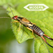 Image for Modern Pest Control with ID of: 3854842