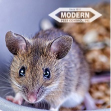 Image for Modern Pest Control with ID of: 3854844