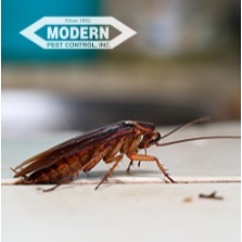 Image for Modern Pest Control with ID of: 3854849