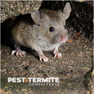 Image for Pest & Termite Consultants with ID of: 3870243