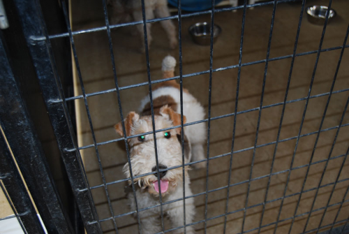 Image for Rocky Canyon Kennels with ID of: 3872468