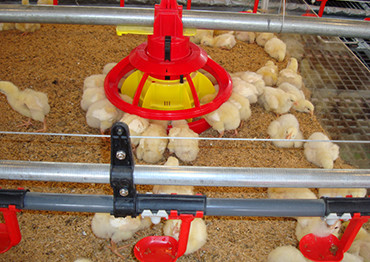 Image for Automatic Pan Feeding Systems for Broilers and Breeders with ID of: 3873703