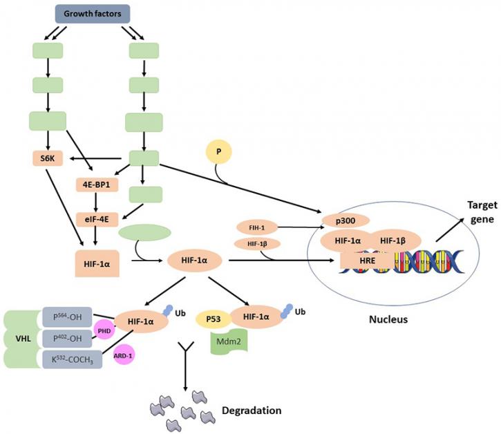 Image for Bioparticles Analysis and Characterization Service with ID of: 3875679