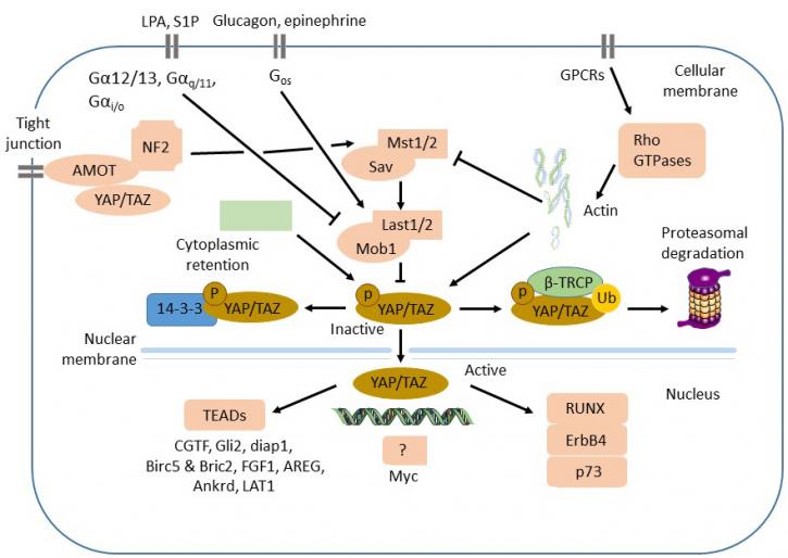 Image for Drug in vitro Testing Service with ID of: 3875683