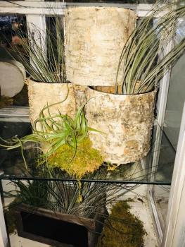 Image for Virginia Beach Florist with ID of: 3876101