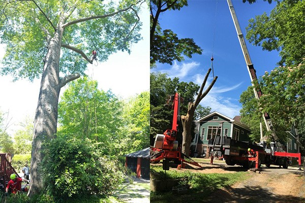 Image for Silver Tree Service-Affordable Tree Removal Company Alpharetta GA with ID of: 3877456