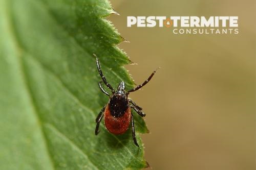 Image for Pest & Termite Consultants with ID of: 3881148