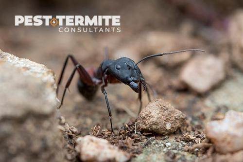 Image for Pest & Termite Consultants with ID of: 3881166