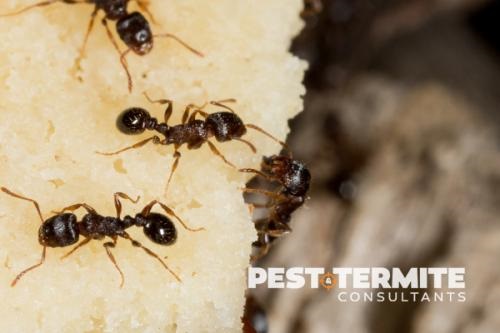Image for Pest & Termite Consultants with ID of: 3881177