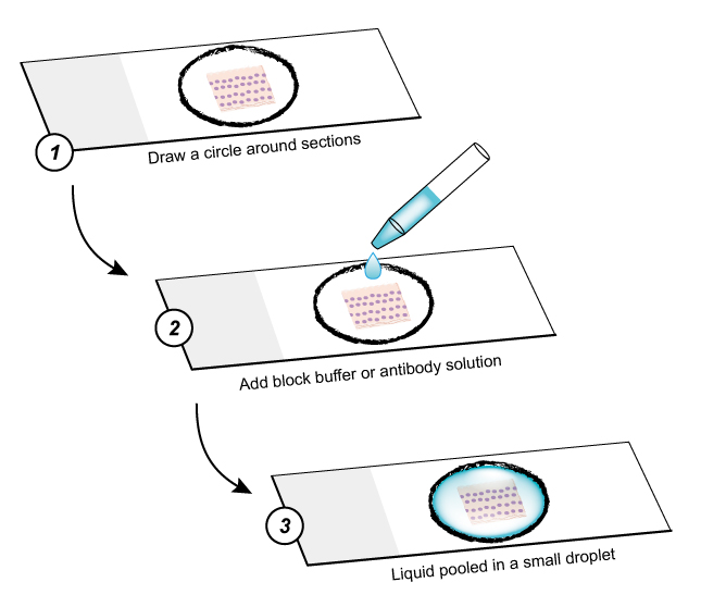 Image for IF Protocol - Stick Section with ID of: 3885519