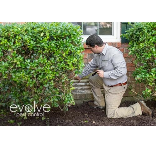 Image for Evolve Pest Control with ID of: 3892013