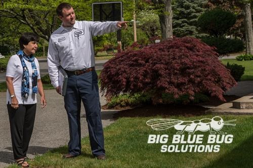 Image for Big Blue Bug Solutions with ID of: 3895190