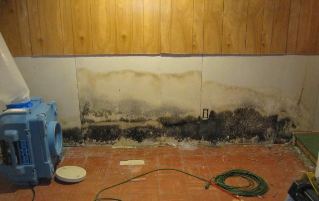 Image for Mold Damage Repair Worcester with ID of: 3896767