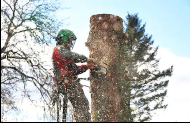 Image for J Carty's Tree Service Ltd (Mullholland) with ID of: 3907006