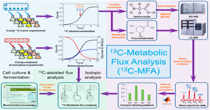 Image for metabolic flux analysis with ID of: 3907840