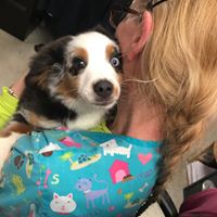 Image for Pet Movers with ID of: 3907852
