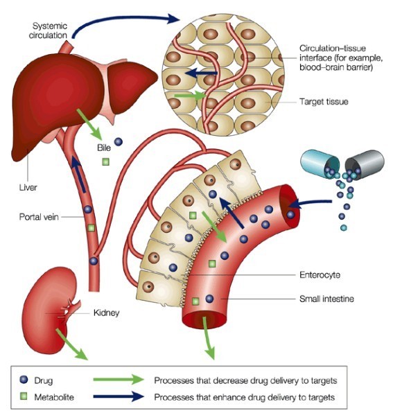 Image for Xenobiotic Metabolites with ID of: 3908107
