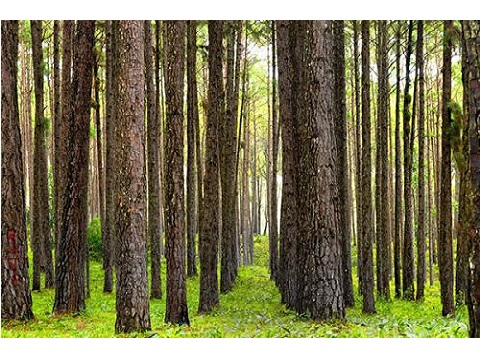 Image for Sunbelt Forest Ventures with ID of: 3910208