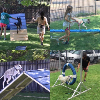 Image for Canine Companion Consulting with ID of: 3915210
