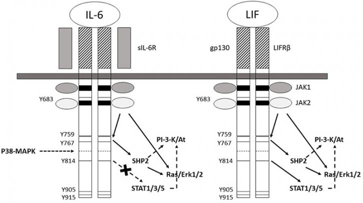 Image for Fluorescent Dextrans with ID of: 3931895