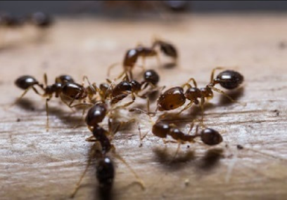 Image for GTA Toronto Pest Control with ID of: 3937088