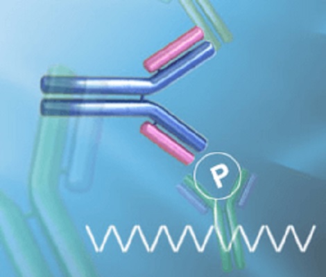 Image for Phospho-specific Antibodies with ID of: 3940146
