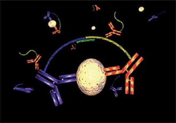 Image for Matched antibody pairs with ID of: 3940156