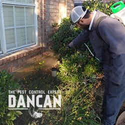 Image for DANCAN The Pest Control Expert with ID of: 3941686